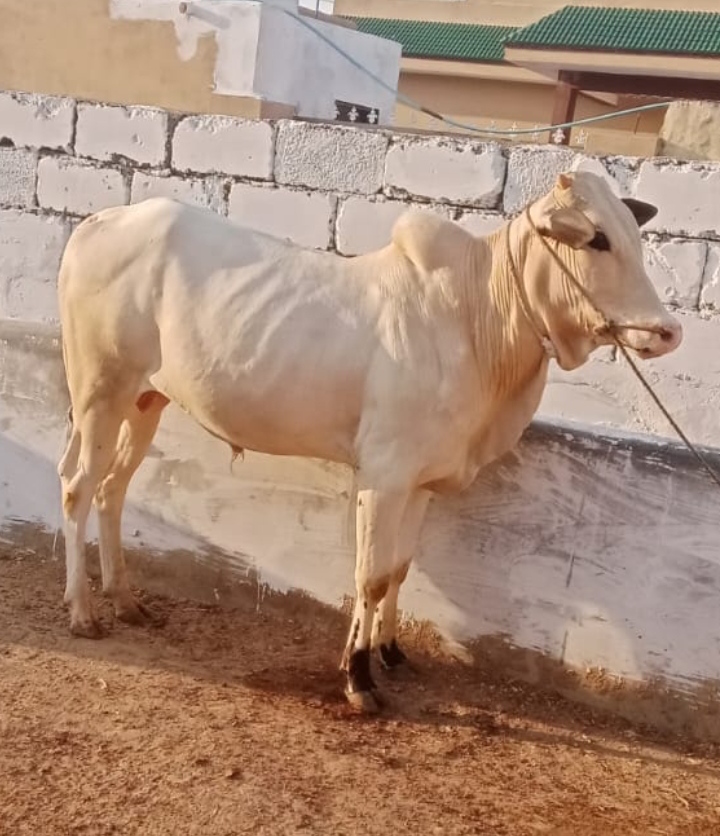 Syed Abdul quddus work